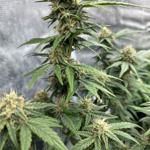 HulkBerry Automatic 50-65 days growlog timeline photo