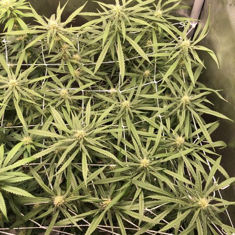 Cinderella Purple growlog timeline photo