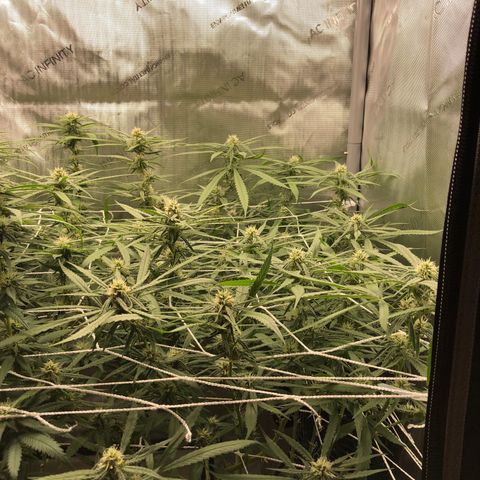 Cinderella Purple growlog timeline photo