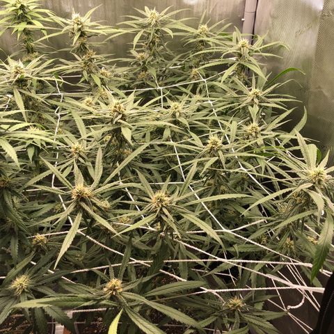 Cinderella Purple growlog timeline photo
