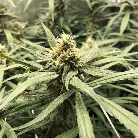 Cinderella Purple growlog timeline photo