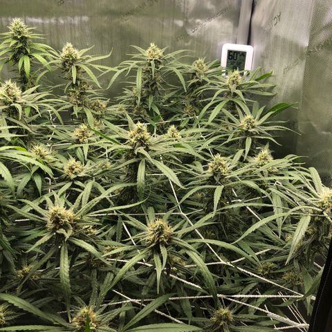 Cinderella Purple growlog timeline photo