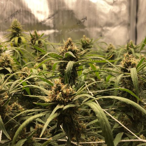 Cinderella Purple growlog timeline photo