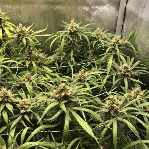 Cinderella Purple growlog timeline photo