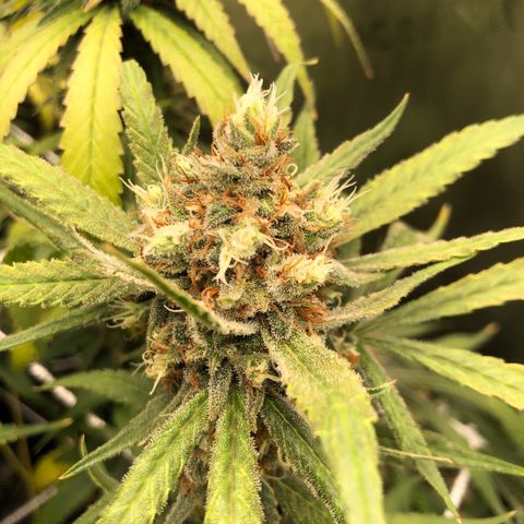 Cinderella Purple growlog timeline photo
