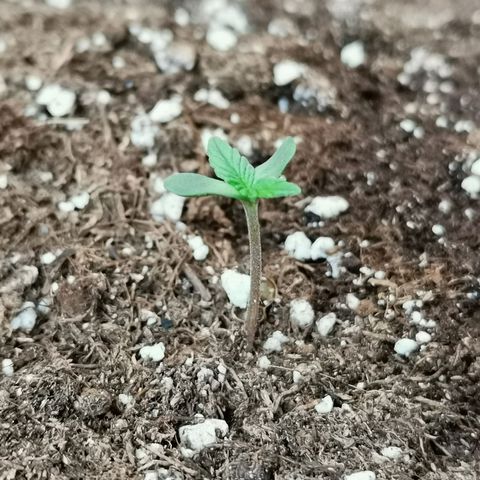 Mari Pili growlog timeline photo