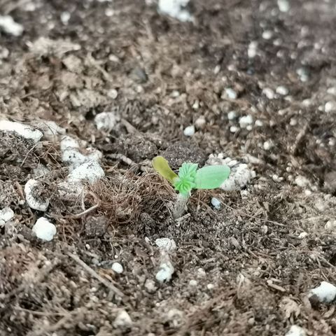 Mery Jane growlog timeline photo
