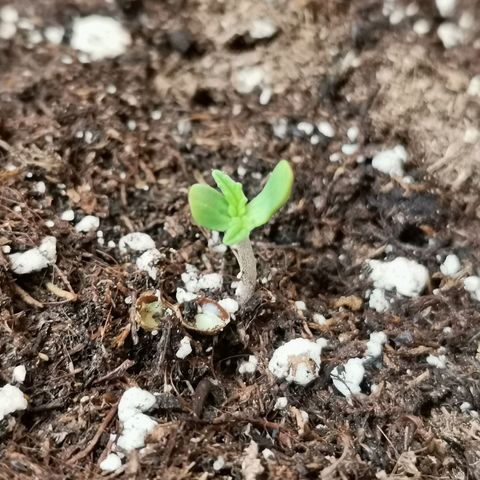 Mari Pili growlog timeline photo