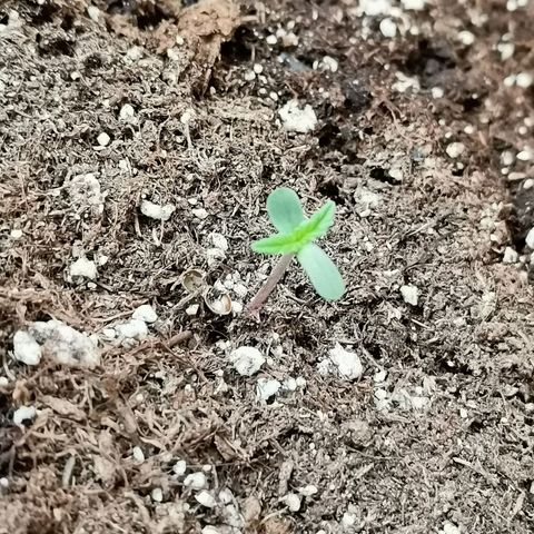 Mari Pili growlog timeline photo