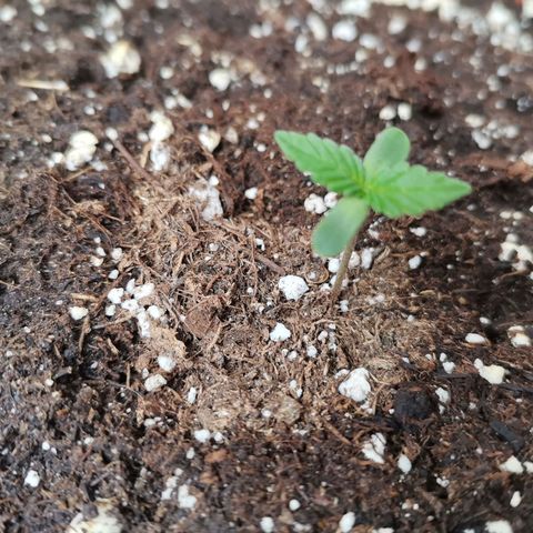 Mari Pili growlog timeline photo