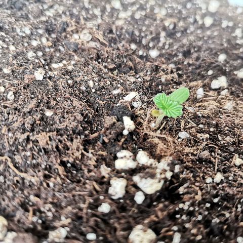Mery Jane growlog timeline photo