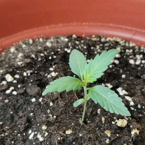Mari Pili growlog timeline photo