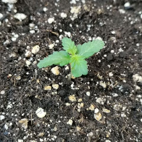 Mery Jane growlog timeline photo