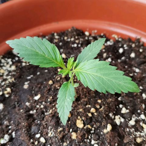 Mari Pili growlog timeline photo