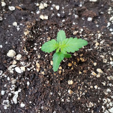 Mery Jane growlog photo: Se esta quedando enana. 