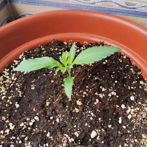 Mari Pili growlog timeline photo