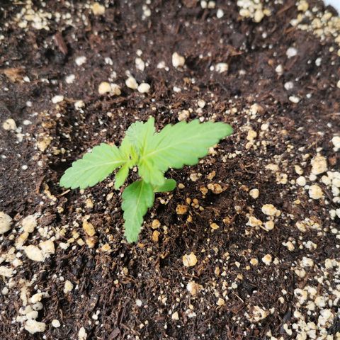 Mery Jane growlog timeline photo