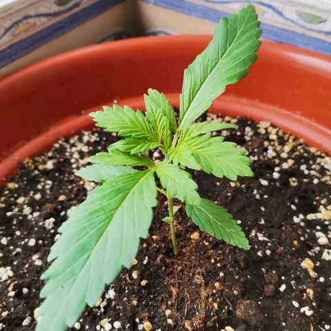 Mari Pili growlog timeline photo