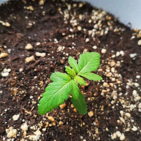 Mery Jane growlog timeline photo