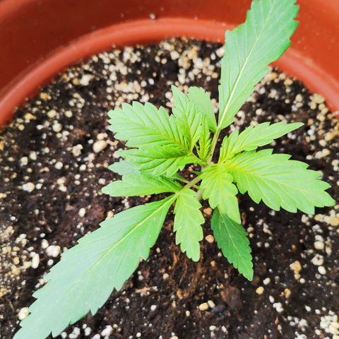 Mari Pili growlog timeline photo