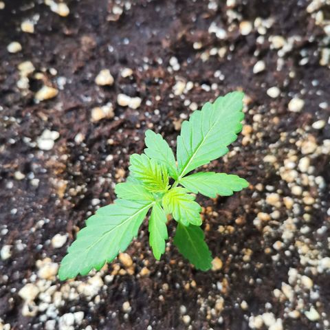 Mery Jane growlog timeline photo