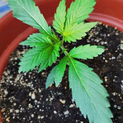 Mari Pili growlog timeline photo