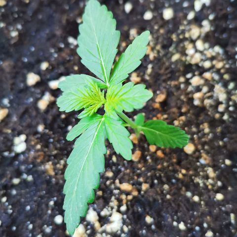 Mery Jane growlog timeline photo