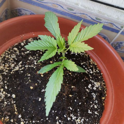 Mari Pili growlog timeline photo