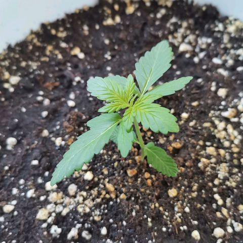 Mery Jane growlog timeline photo