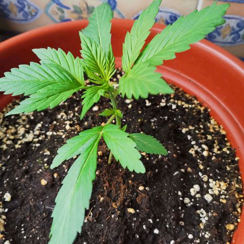 Mari Pili growlog timeline photo