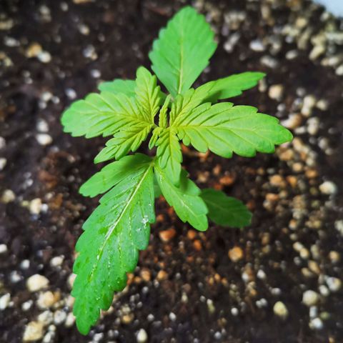 Mery Jane growlog timeline photo