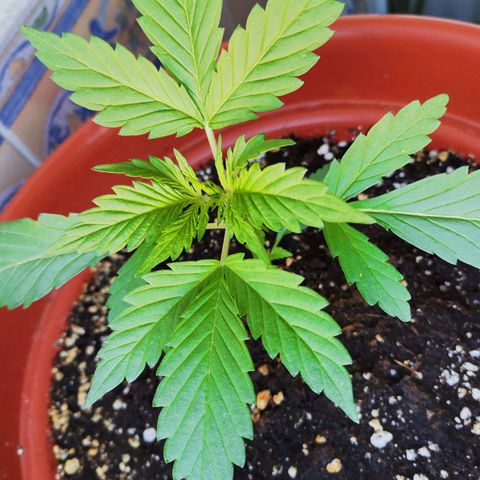 Mari Pili growlog timeline photo