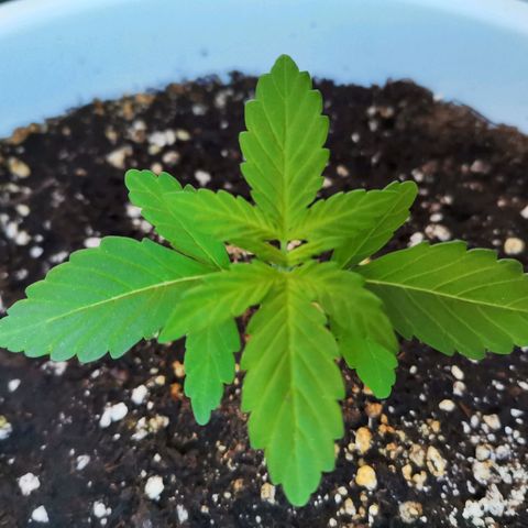 Mery Jane growlog timeline photo
