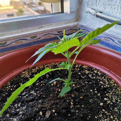 Mari Pili growlog timeline photo