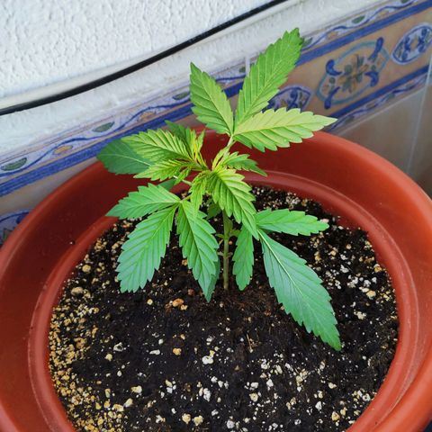 Mari Pili growlog timeline photo