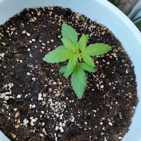 Mery Jane growlog timeline photo