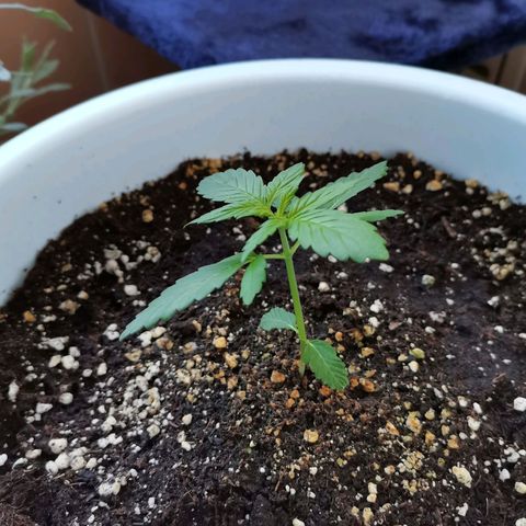 Mery Jane growlog timeline photo