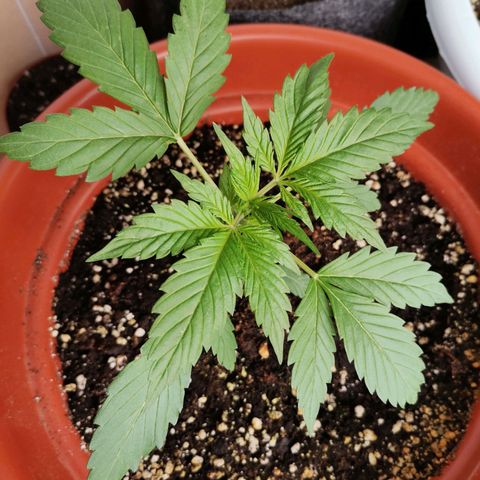 Mari Pili growlog timeline photo