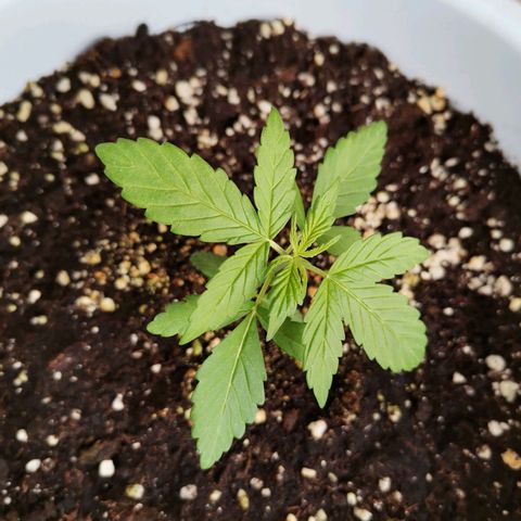 Mery Jane growlog timeline photo