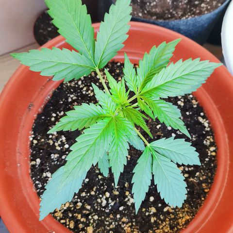Mari Pili growlog timeline photo