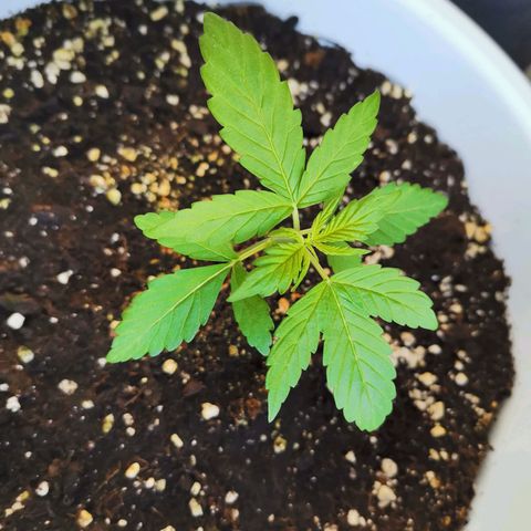 Mery Jane growlog timeline photo