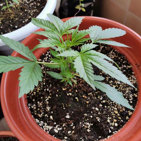 Mari Pili growlog timeline photo