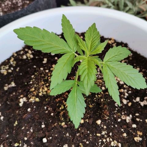 Mery Jane growlog timeline photo