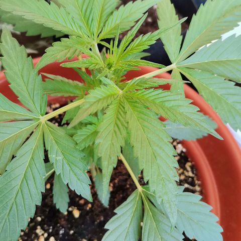 Mari Pili growlog timeline photo