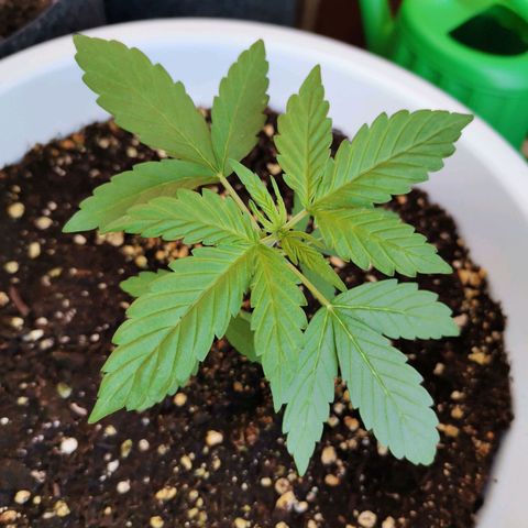 Mery Jane growlog timeline photo