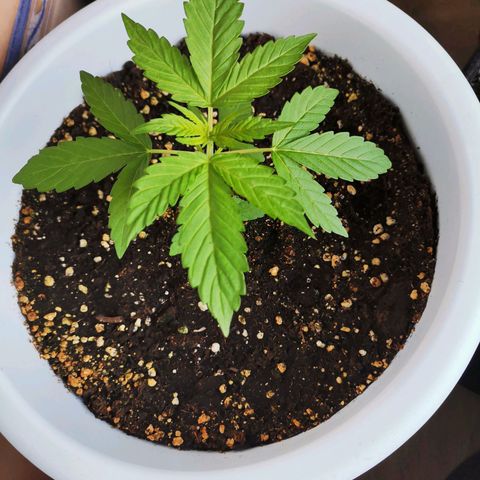 Mery Jane growlog timeline photo