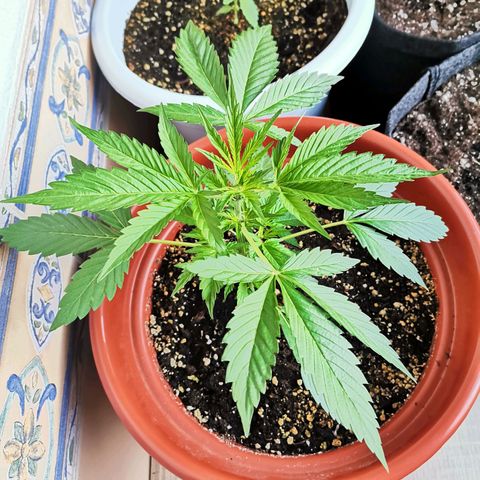 Mari Pili growlog timeline photo
