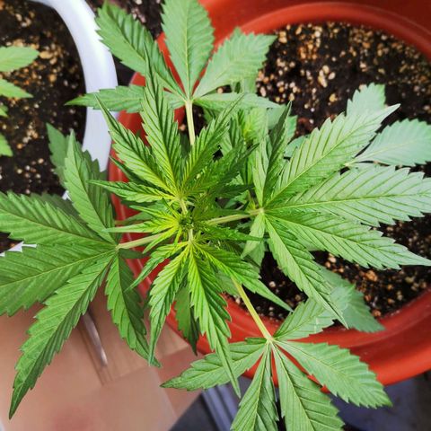 Mari Pili growlog timeline photo