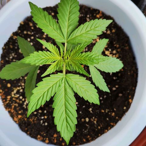 Mery Jane growlog timeline photo