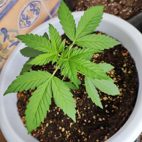 Mery Jane growlog timeline photo